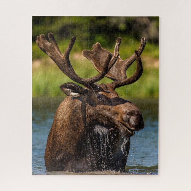 Bull Moose | Glacier National Park Montana Jigsaw Puzzle (Vertical)