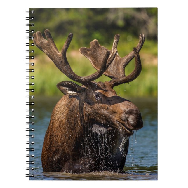 Bull Moose | Glacier National Park Montana Notebook (Front)