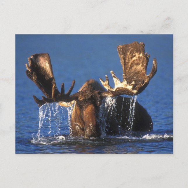 Bull moose in Alaskan tundra pond Postcard (Front)