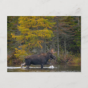 Bull Moose in Lake Postcard