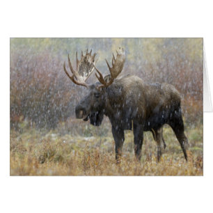 Bull moose in snowstorm with aspen trees