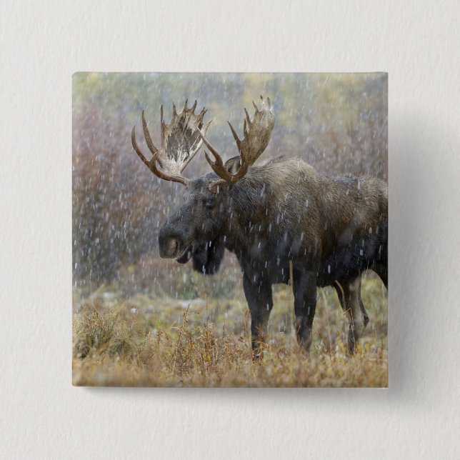 Bull moose in snowstorm with aspen trees 2 inch square button (Front)