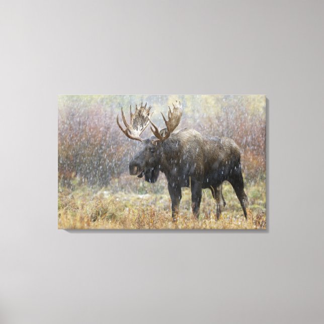 Bull moose in snowstorm with aspen trees canvas print (Front)