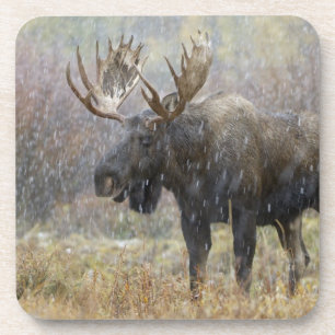 Bull moose in snowstorm with aspen trees coaster