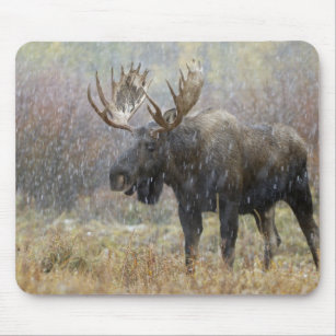 Bull moose in snowstorm with aspen trees in mouse pad