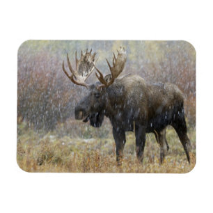 Bull moose in snowstorm with aspen trees magnet
