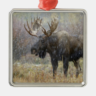 Bull moose in snowstorm with aspen trees metal ornament