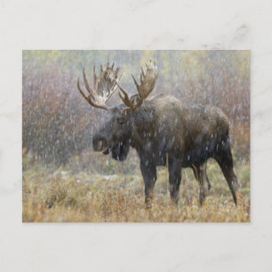 Bull moose in snowstorm with aspen trees postcard