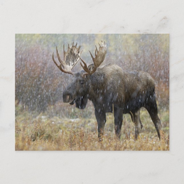 Bull moose in snowstorm with aspen trees postcard (Front)