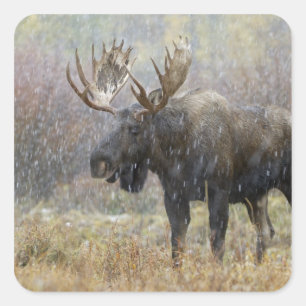 Bull moose in snowstorm with aspen trees square sticker
