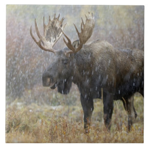 Bull moose in snowstorm with aspen trees tile