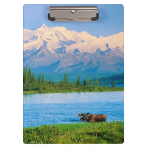 Bull moose in Wonder Lake Clipboard