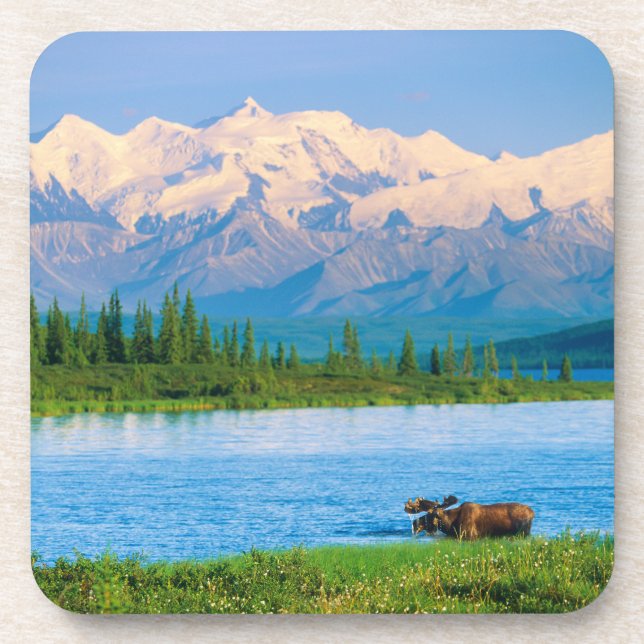 Bull moose in Wonder Lake Coaster (Front)