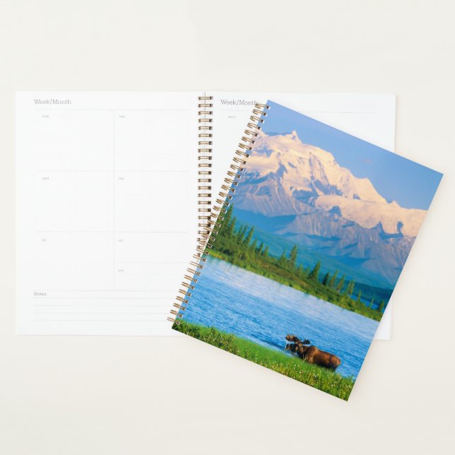 Bull moose in Wonder Lake Planner (Display)