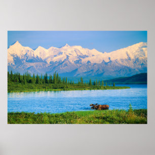 Bull moose in Wonder Lake Poster