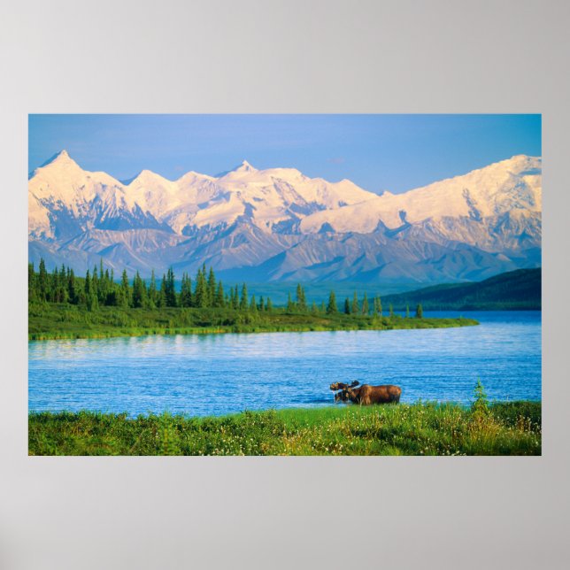 Bull moose in Wonder Lake Poster (Front)