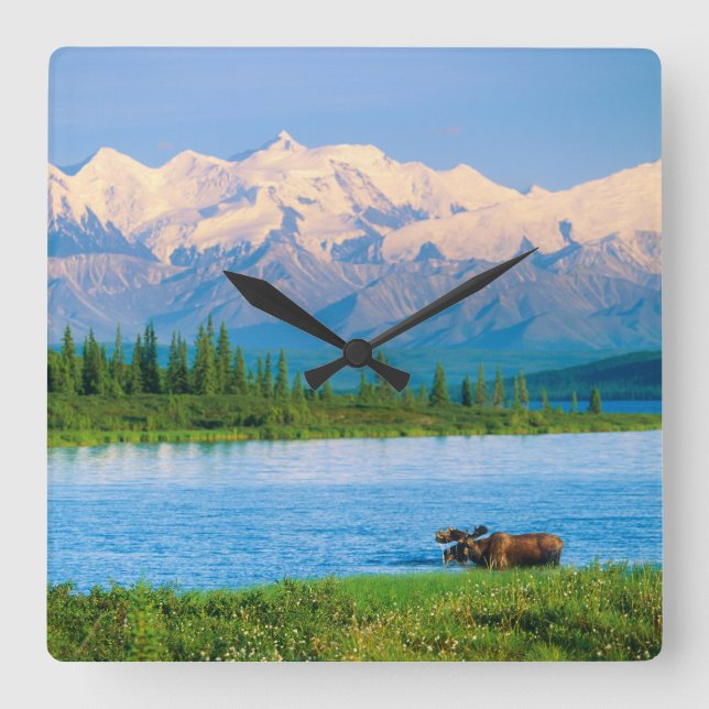 Bull moose in Wonder Lake Square Wall Clock (Front)