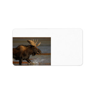 Bull Moose Label