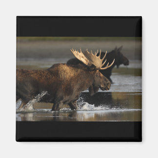 Bull Moose Magnet