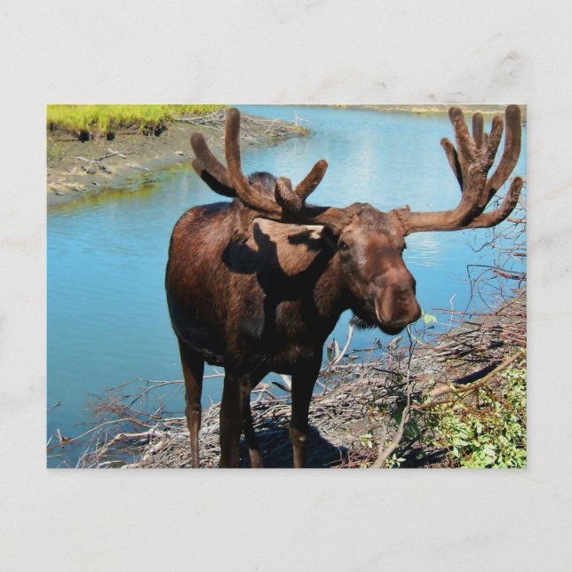 Bull Moose Postcard (Front)