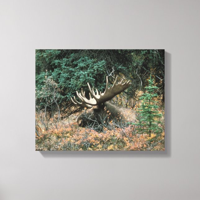Bull Moose Rests in Vegitation Wrapped Canvas Prin (Front)