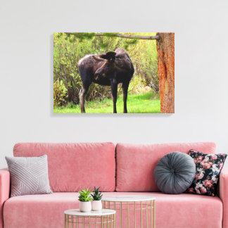 Bull Moose Rocky Mountain National Park Canvas Print