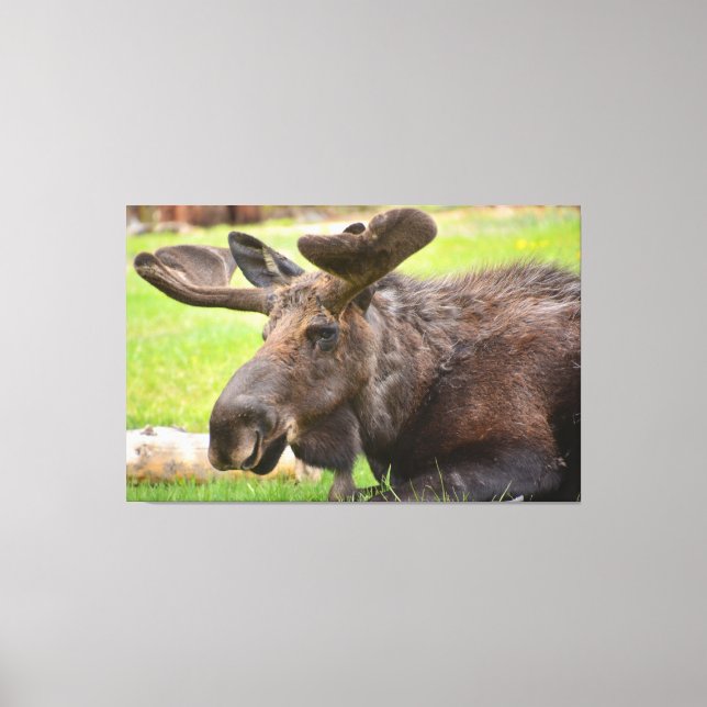 Bull Moose Rocky Mountain National Park Canvas Print (Front)