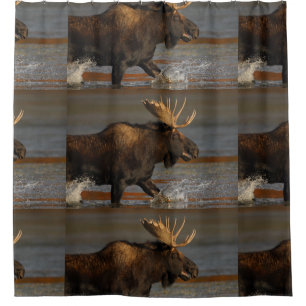 Bull Moose Splashing