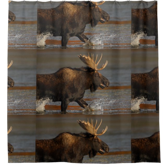 Bull Moose Splashing (Front)