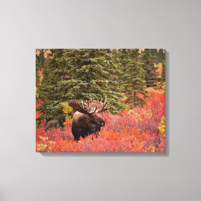 Bull Moose Standing In Red Dwarf Birch Canvas Print (Front)