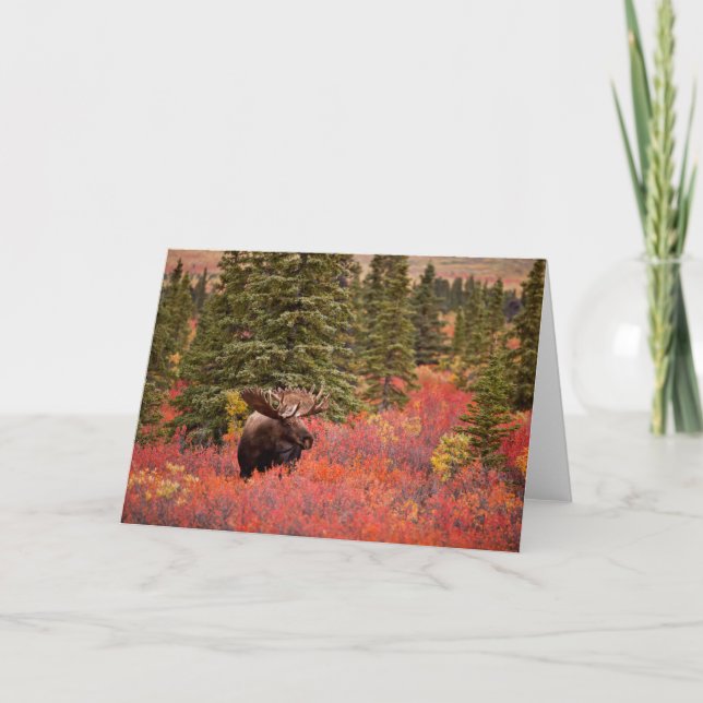 Bull Moose Standing In Red Dwarf Birch Card (Front)