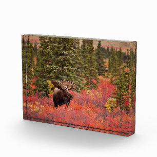 Bull Moose Standing In Red Dwarf Birch Photo Block