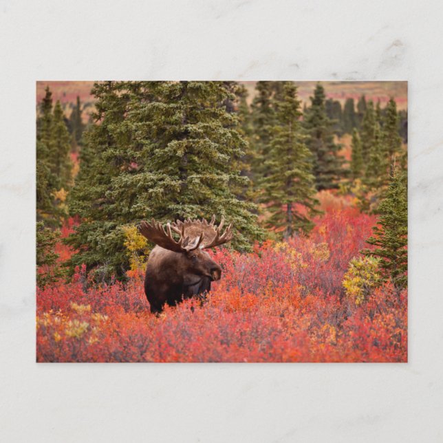 Bull Moose Standing In Red Dwarf Birch Postcard (Front)