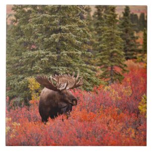Bull Moose Standing In Red Dwarf Birch Tile