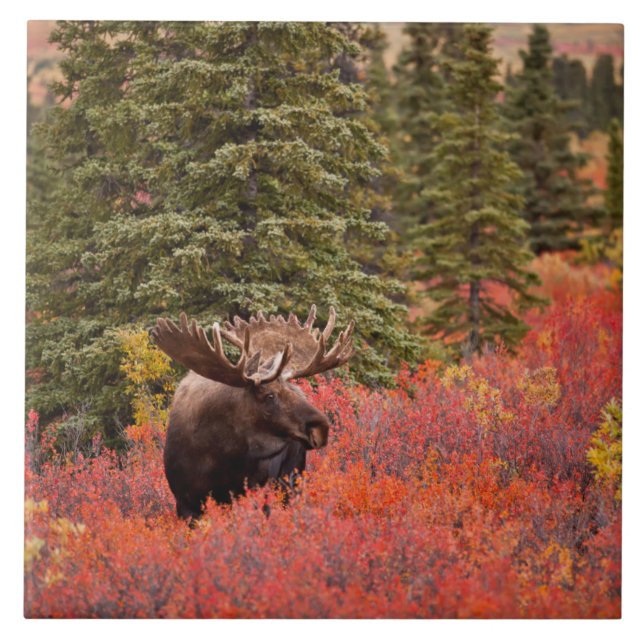 Bull Moose Standing In Red Dwarf Birch Tile (Front)