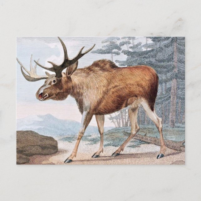 Bull Moose Vintage Drawing Postcard (Front)