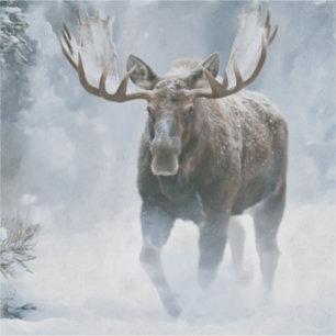 Bull Moose Walking Through Boreal Snow