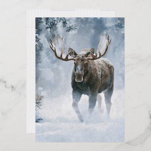 Bull Moose Walking Through Boreal Snow