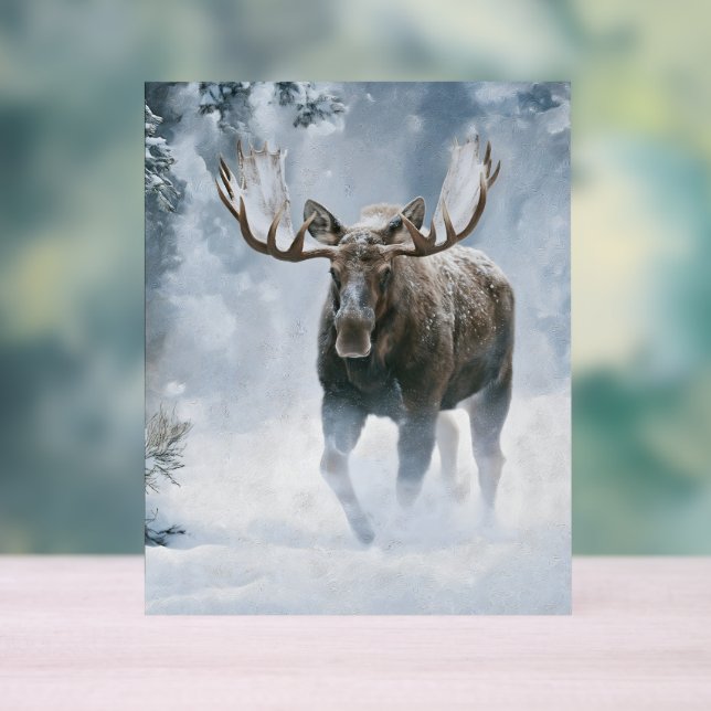 Bull Moose Walking Through Boreal Snow Acrylic Sign (Neutral)