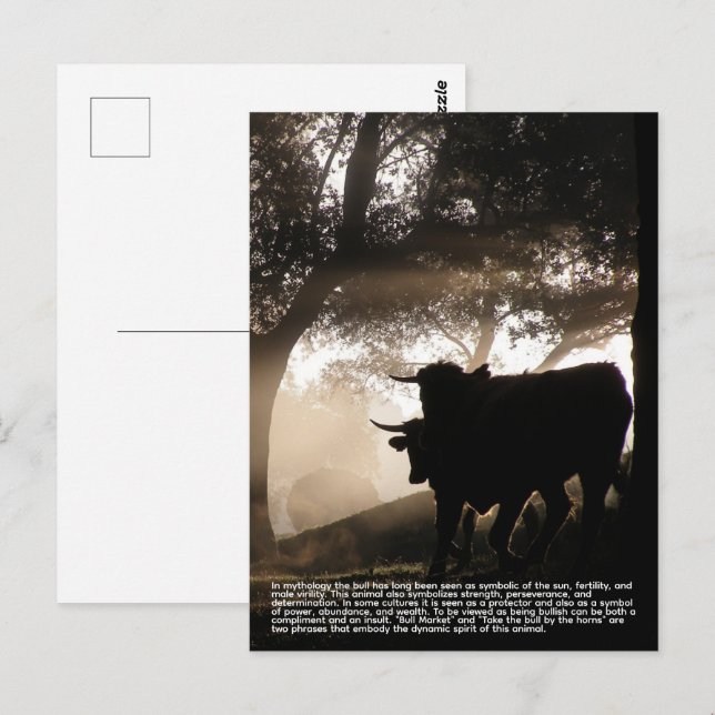 Bull Postcard (Front/Back)
