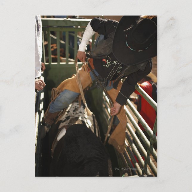 Bull rider tying rope on bull in the chute postcard (Front)