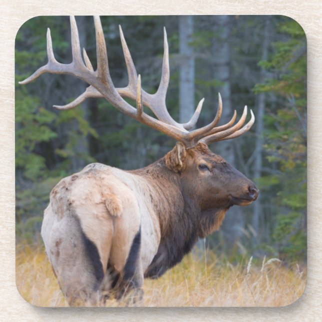 Bull Rocky Mountain Elk Coaster (Front)