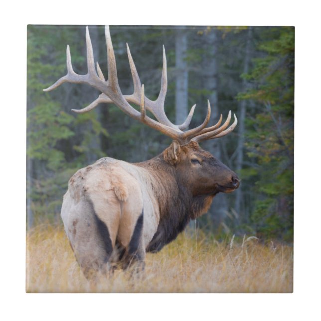 Bull Rocky Mountain Elk Tile (Front)