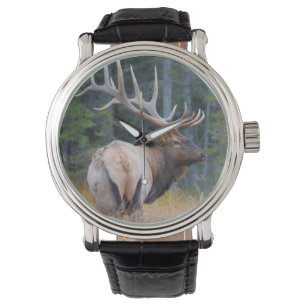Bull Rocky Mountain Elk Watch