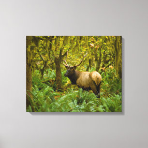 Bull Roosevelt Elk Canvas Print