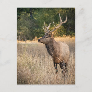 Bull Roosevelt Elk in grass   Washington State Postcard