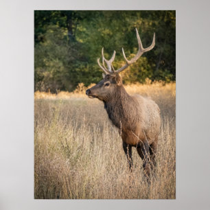 Bull Roosevelt Elk in grass   Washington State Poster