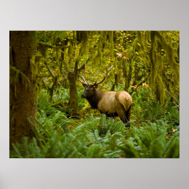 Bull Roosevelt Elk Poster (Front)