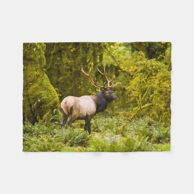 Bull Roosevelt Elk Standing In Meadow Fleece Blanket (Front (Horizontal))