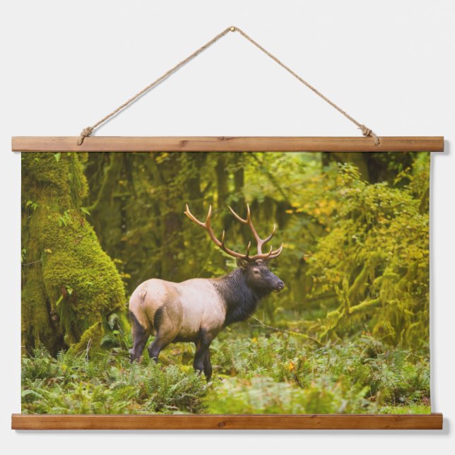 Bull Roosevelt Elk Standing In Meadow Hanging Tapestry (Front)